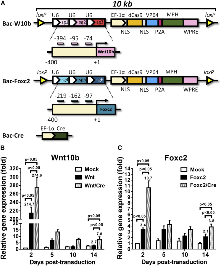 Figure 2