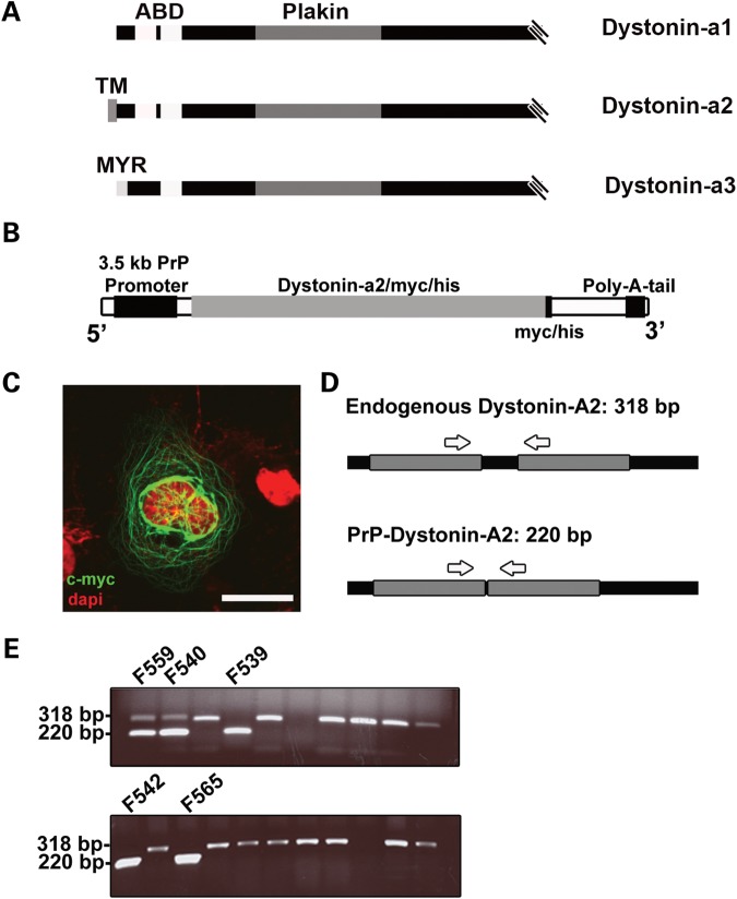 Figure 1.