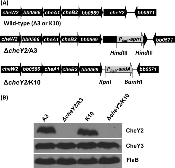 FIG 1