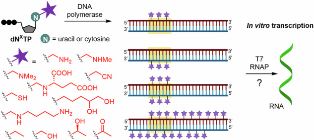 graphic file with name 42004_2024_1354_Figa_HTML.jpg