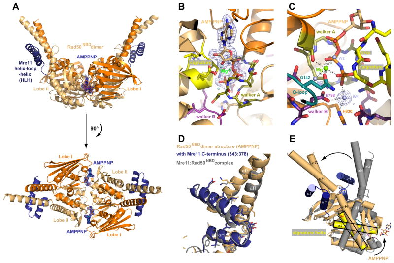 The Mre11:Rad50 structure shows an ATP dependent molecular clamp in DNA ...