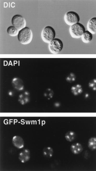 FIG. 11