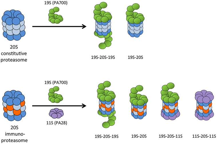 FIGURE 3