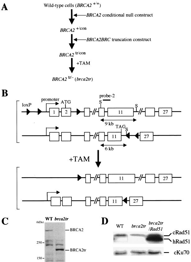 FIG.1.