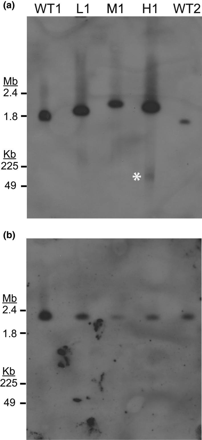 FIGURE 3