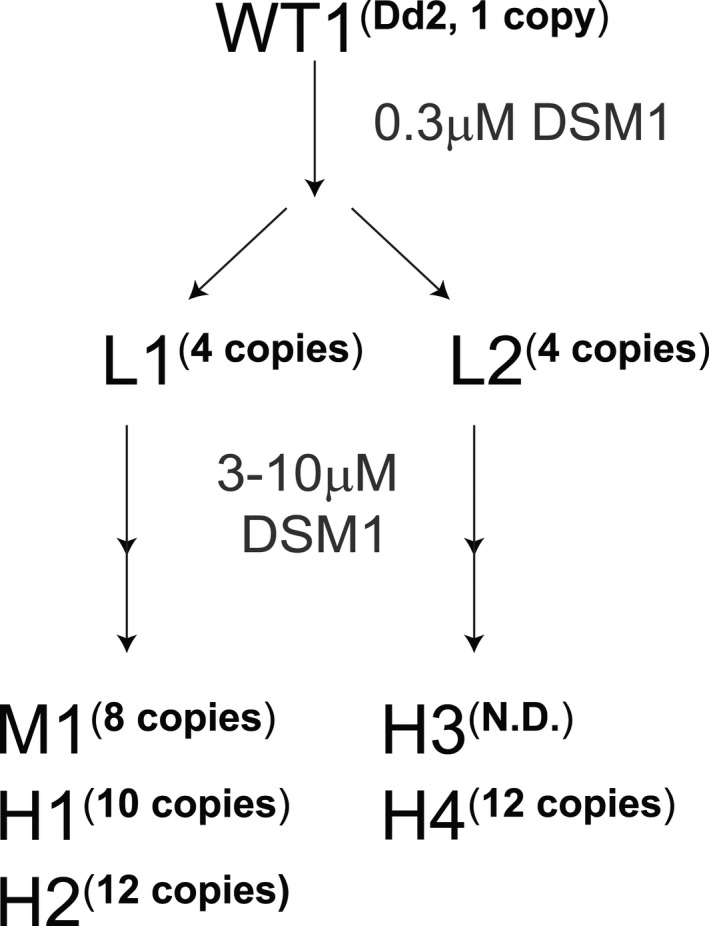 FIGURE 1