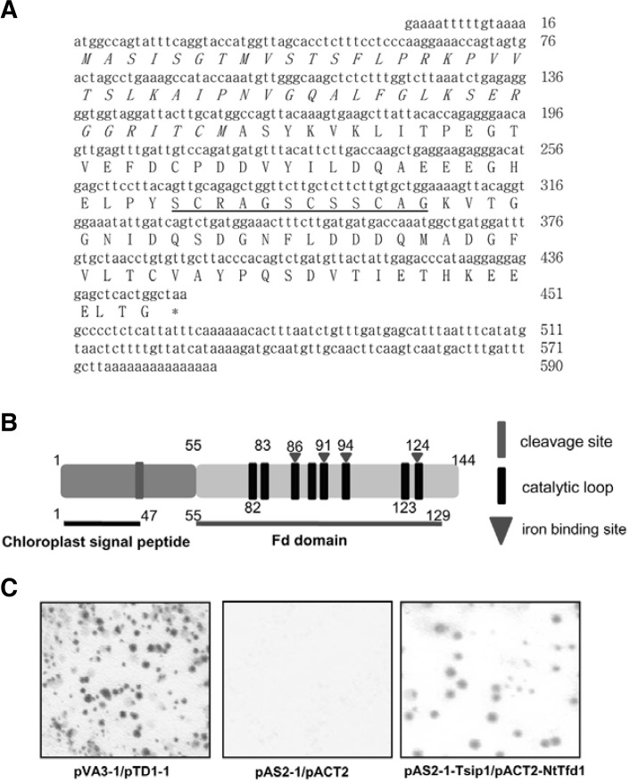 Fig. 1