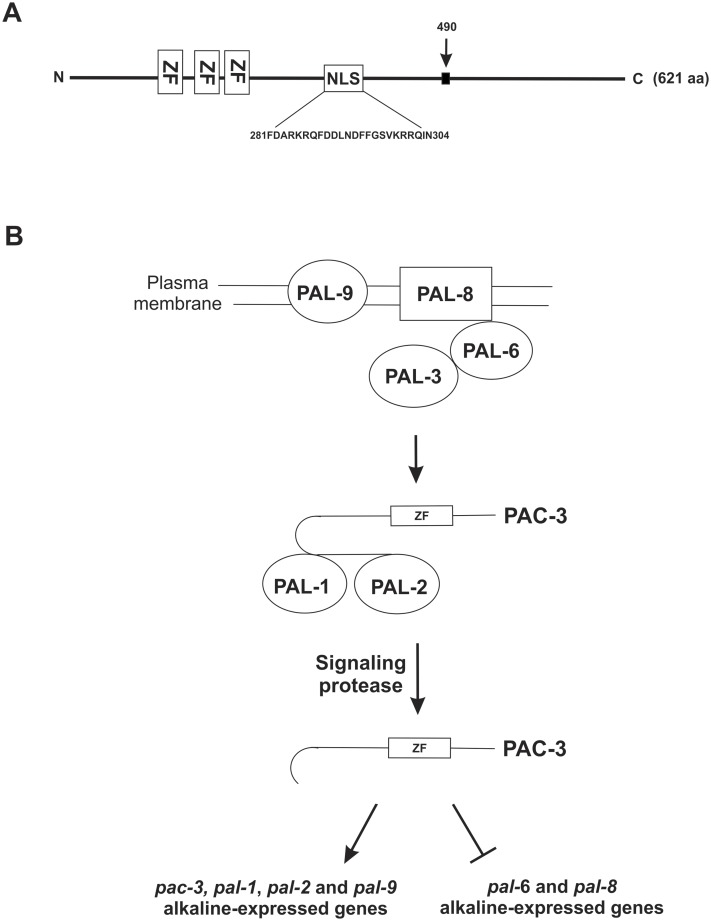 Fig 8