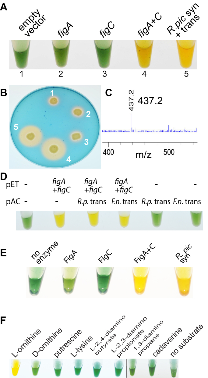 Figure 2