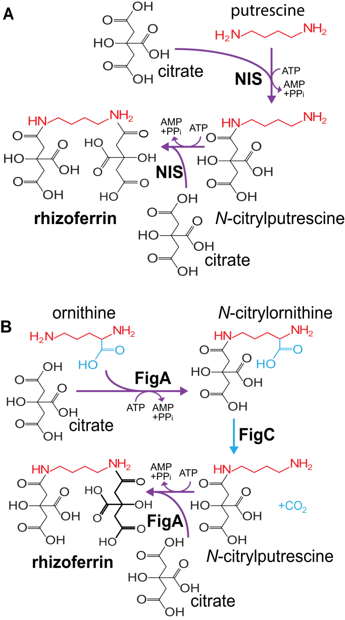 Figure 3