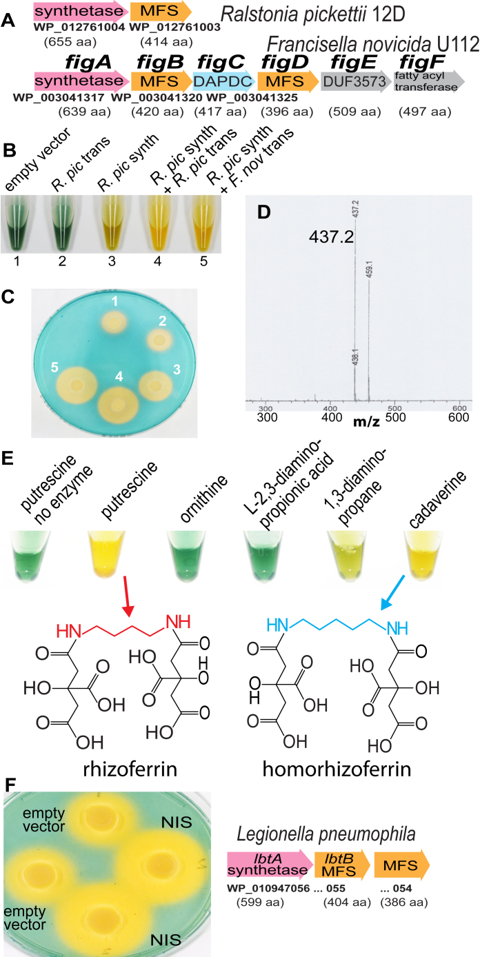 Figure 1