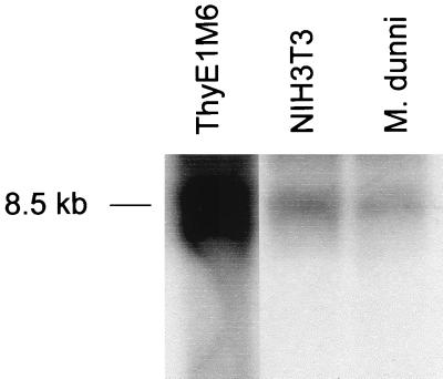 FIG. 6