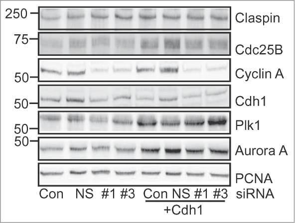 Figure 5.