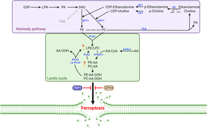 Fig. 2