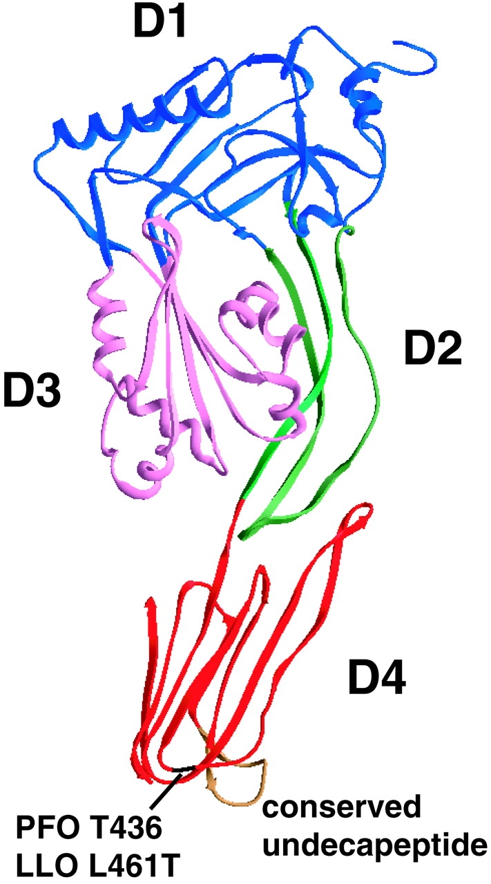 Listeriolysin O: a genuine cytolysin optimized for an intracellular ...