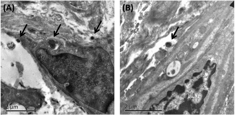 FIGURE 4