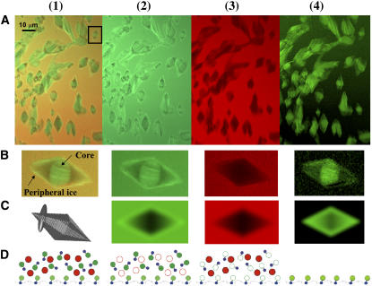 FIGURE 3