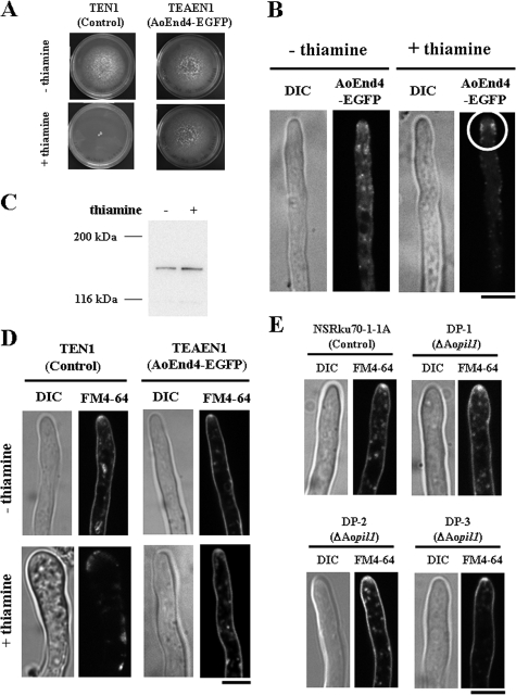 FIG. 8.