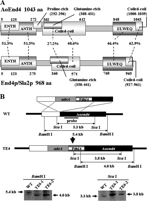 FIG. 1.