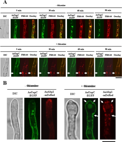 FIG. 4.