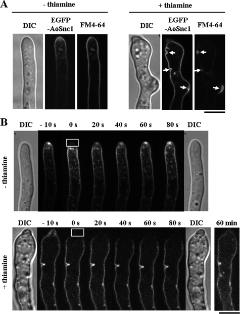 FIG. 6.