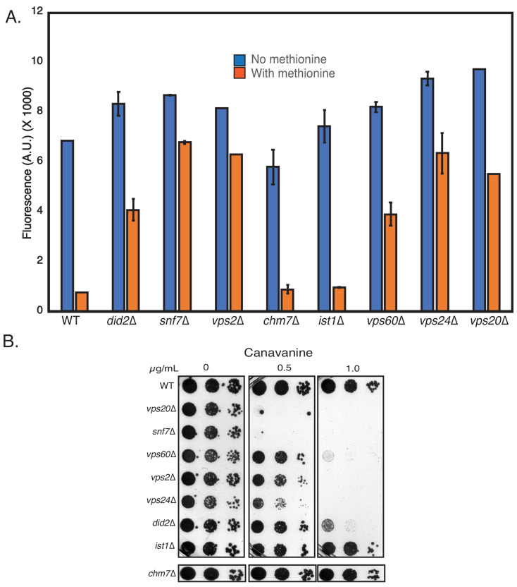 Figure 5—figure supplement 1.