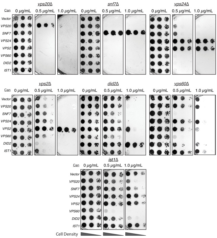 Figure 5.