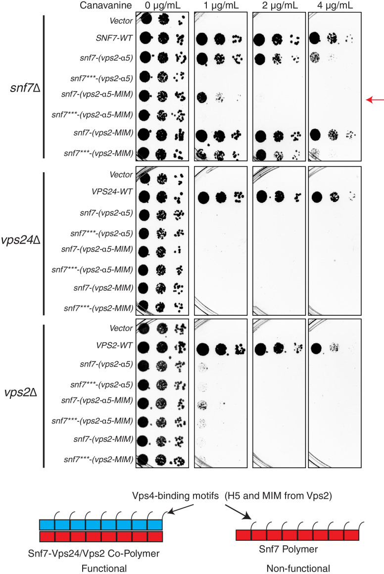 Figure 3—figure supplement 2.