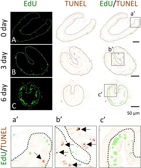 Fig. 7