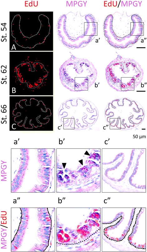 Fig. 2