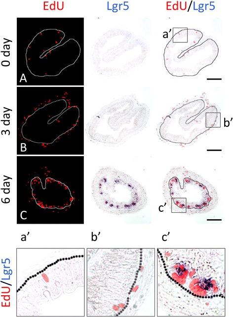 Fig. 5