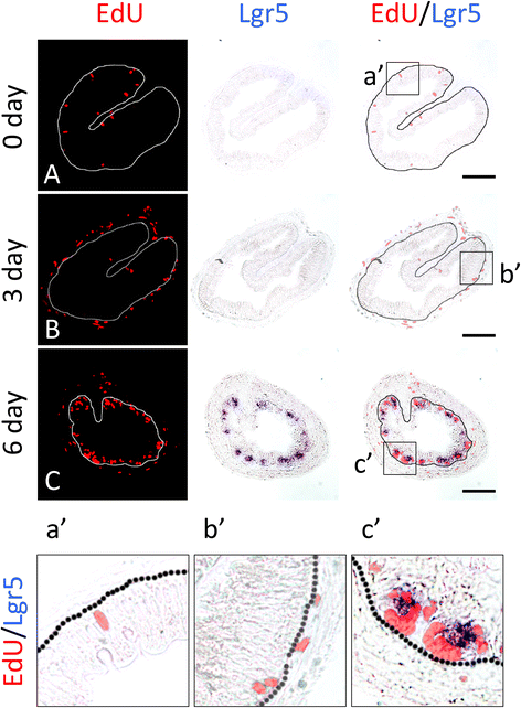Fig. 5