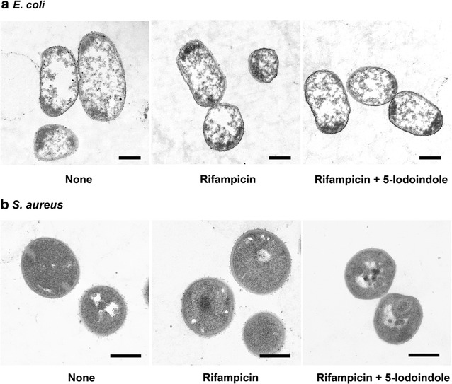 Fig. 7