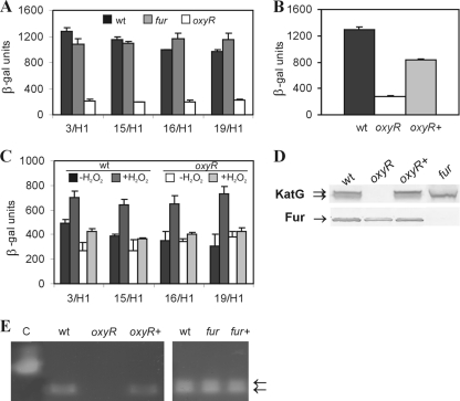 FIG. 4.