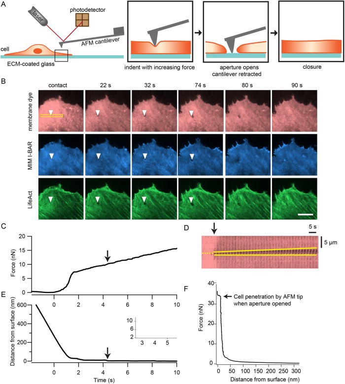 FIGURE 1: