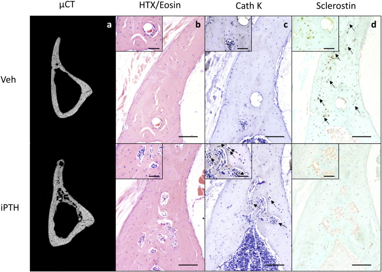 Supplementary Fig. 2