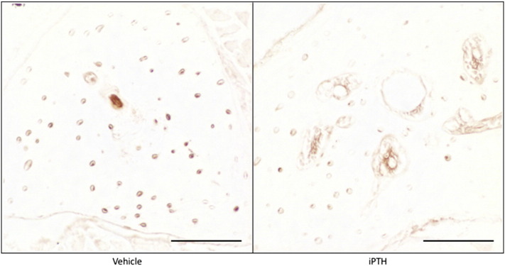 Supplementary Fig. 1