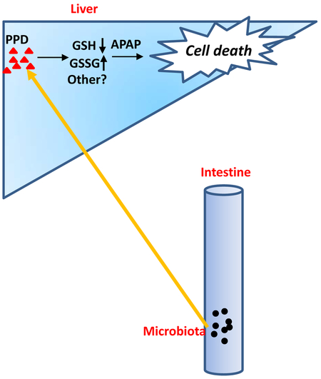 graphic file with name nihms-1518470-f0001.jpg