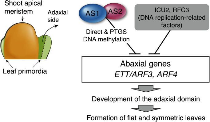 Figure 5. Roles of AS1–AS2, ICU2, and RFC3 in leaf development in A. thaliana. The AS1–AS2 complex and DNA replication-related factors ICU2 (or RFC3) act cooperatively to repress expression of the leaf abaxial determinant gene ETT/ARF3 and ARF4. Repression of ARFs is crucial for development of the adaxial domain of leaves and then formation of flat and symmetric leaves.