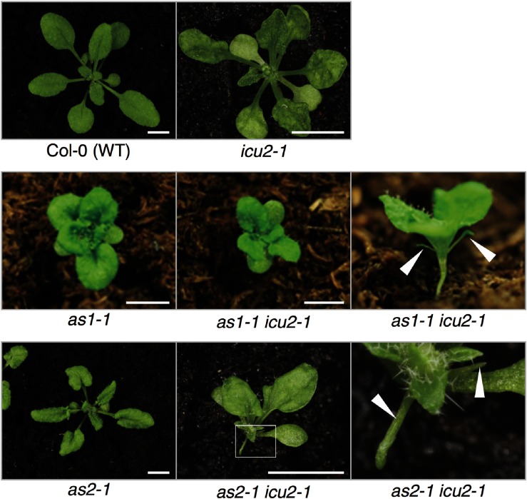 Figure 2. The inc2-1 mutation enhanced the leaf-phenotype in as1-1 and as2-1 mutants. Gross morphology at 21 days after sowing. Plants indicated below pictures were grown as described in Materials and methods. The as1-1 icu2-1 and as2-1 icu2-1 double mutants exhibited filamentous leaves. Arrowheads indicate filamentous leaves. Scale bars=5 mm.