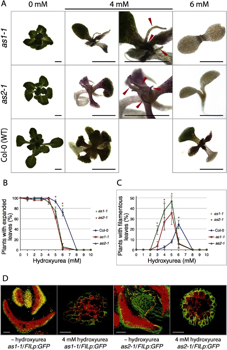 Figure 1. Effects of hydroxyurea on as1-1 and as2-1 mutants. (A) Phenotypes of Col-0, as1-1, and as2-1 plants grown on agar plates in the presence and the absence of 4 mM, 6 mM hydroxyurea. Red arrowheads on as1-1 and as2-1 plants show filamentous leaves. Scale bars=2 mm. (B) Frequencies of plants that have true leaves grown in the presence and in the absence of hydroxyurea. Frequency is defined as the ratio of the number of plants having expanded leaves to the total number (n=30) of plants examined. Plants were grown at 22°C. Observations were performed at 21 days after sowing. Bars represent the s.d. from three biological replicates. (C) Frequencies of plants with filamentous leaves grown in the presence and in the absence of hydroxyurea. Frequency is defined as the ratio of the number of plants with more than one filamentous leaf to the total number (n=30) of plants examined. Plants were grown at 22°C. Observations were performed at 21 days after sowing. Bars represent the s.d. from three biological replicates. (D) as1-1/FILp:GFP and as2-1/FILp:GFP plants were grown on medium with and without 4 mM hydroxyurea for 21 days. Expression patterns of FILp:GFP in transverse sections of leaves are shown. Green signals due to GFP; red, autofluorescence. Yellow signals were due to both GFP and autofluorescence. Scale bars=50 µm. Significant differences from wild type were evaluated by Student’s t-test and are represented by asterisks (* p<0.01) in (B) and (C).