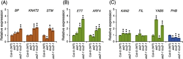 Figure 3. Transcript levels of genes involved in the determination of leaf polarity and class 1 KNOX genes. Levels of relative expression of (A) class 1 KNOX genes, (B) genes involved in leaf abaxialization (ETT and ARF4), (C) other genes that are involved in leaf abaxialization (KAN2, FIL, YAB5), and a gene that is involved in leaf adaxialization (PHB), respectively, relative to those levels in the wild-type (Col-0) plants. Total RNA was extracted from shoot apices of 14-day-old Col-0, as2-1, icu2-1, and as2-1 icu2-1. Each value was normalized by reference to the level of ACTIN2 (ACT2, at3g18780) transcripts. Light brown, light green and light blue show class 1 KNOX genes, abaxial determinant genes and an adaxial determinant gene, respectively. The values from wild-type plants were arbitrarily set at 1.0. Bars indicate the s.d. among more than three biological replicates. Significant differences from wild type were evaluated by Student’s t-test and are represented by asterisks (* p<0.05 and ** p<0.01).