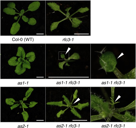 Figure 4. The rfc3-1 mutation enhanced the leaf-phenotype in as1-1 and as2-1 mutants. The as1-1 rfc3-1 double mutants exhibited trumpet-like leaves, while the as2-1 rfc3-1 double mutants exhibited filamentous leaves. Gross morphology at 21 days after sowing. Arrowheads indicate higher magnification views of trumpet-like leaves or filamentous leaves. Scale bars=5 mm.