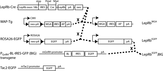 Fig. 1.