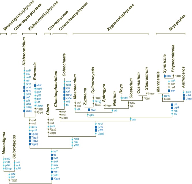 FIGURE 7