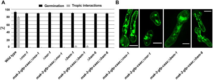 Fig. 8.