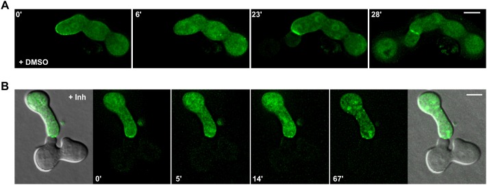 Fig. 7.