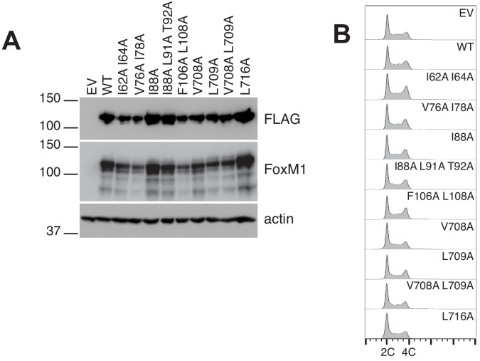 Figure 3—figure supplement 1.