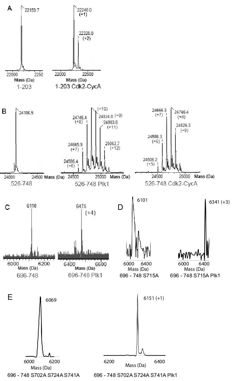 Figure 4—figure supplement 1.