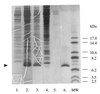 FIG. 1